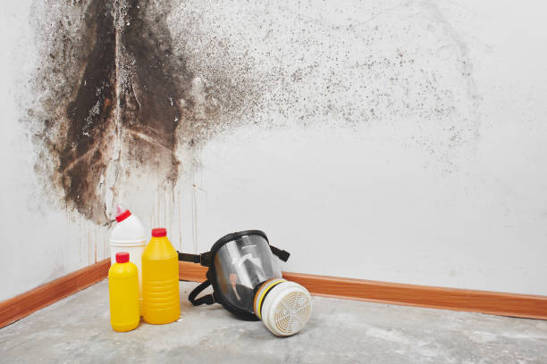 Office Mold Removal Services in Rock Creek, AL
