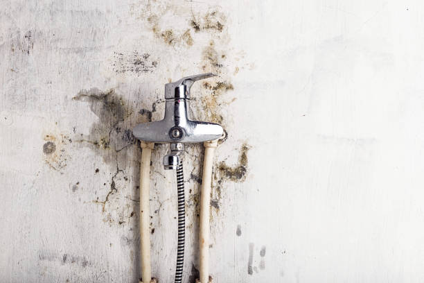 Best Home Mold Removal  in Rock Creek, AL