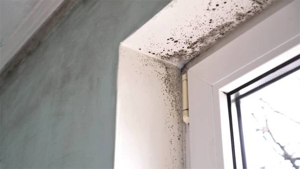 Best Commercial Mold Removal  in Rock Creek, AL