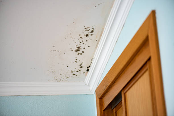 Best Best Mold Removal Companies  in Rock Creek, AL