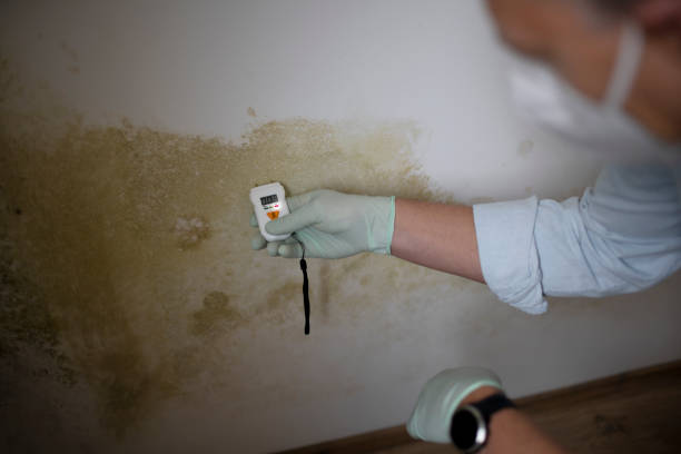 Best Emergency Mold Removal  in Rock Creek, AL