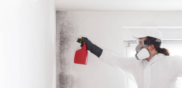 Best Mold Testing and Removal  in Rock Creek, AL