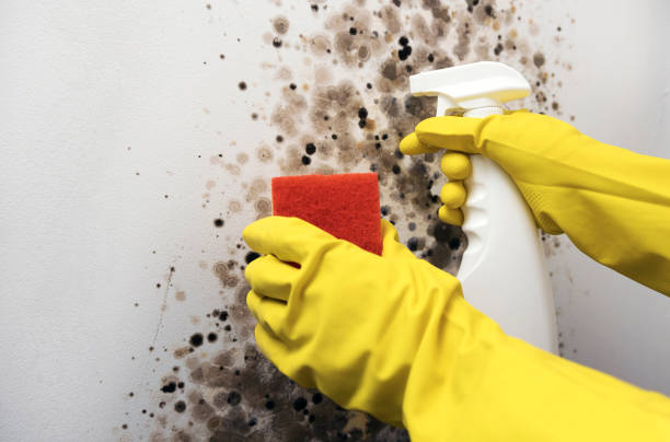 Best Black Mold Removal  in Rock Creek, AL