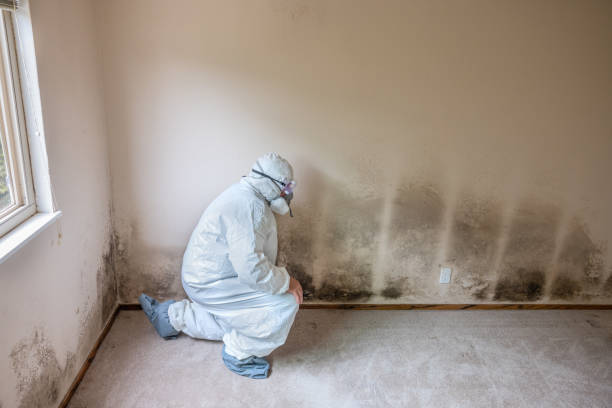 Best Mold Remediation Experts  in Rock Creek, AL