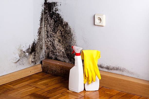 Best Affordable Mold Removal  in Rock Creek, AL