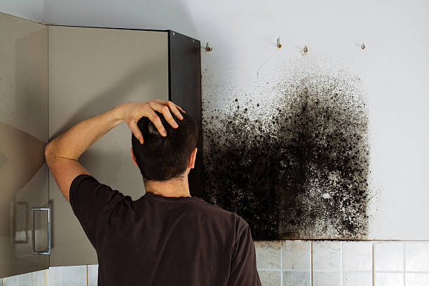 Best Commercial Mold Removal  in Rock Creek, AL