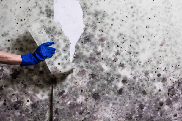 Best Same-Day Mold Removal  in Rock Creek, AL