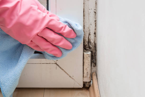 Best Certified Mold Removal  in Rock Creek, AL