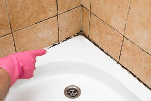 Trusted Rock Creek, AL Mold Removal Experts
